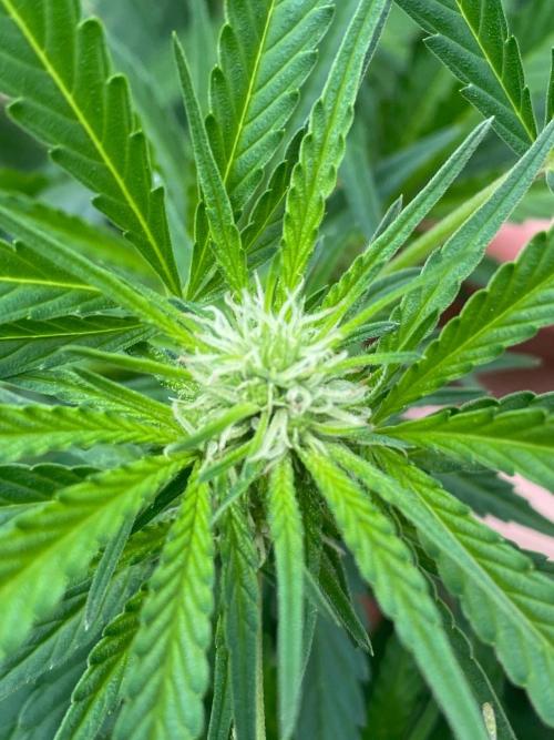Perma Outdoor. Week 22