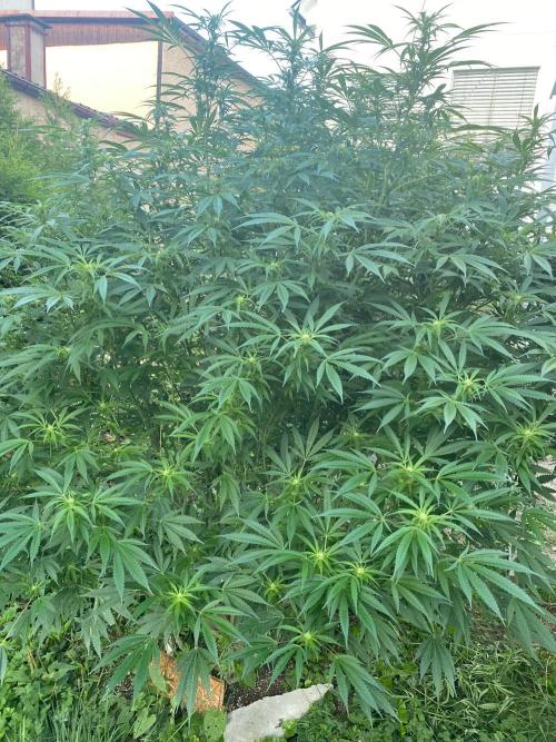 Perma Outdoor. Week 23