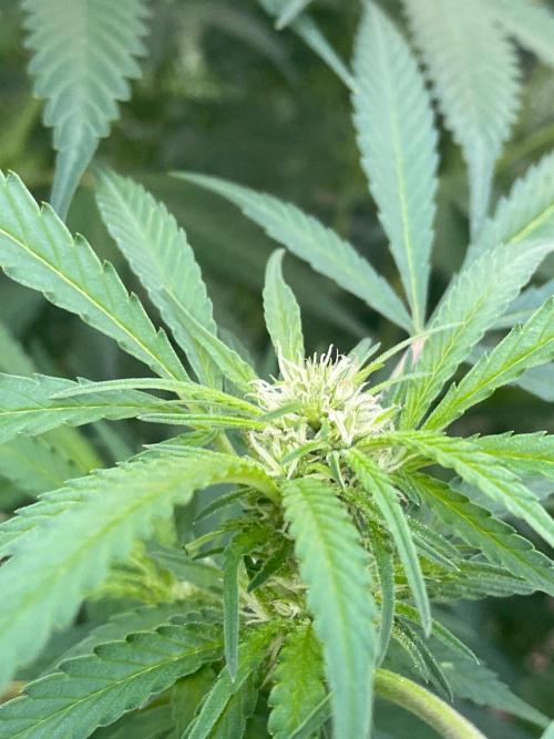 Perma Outdoor. Week 23