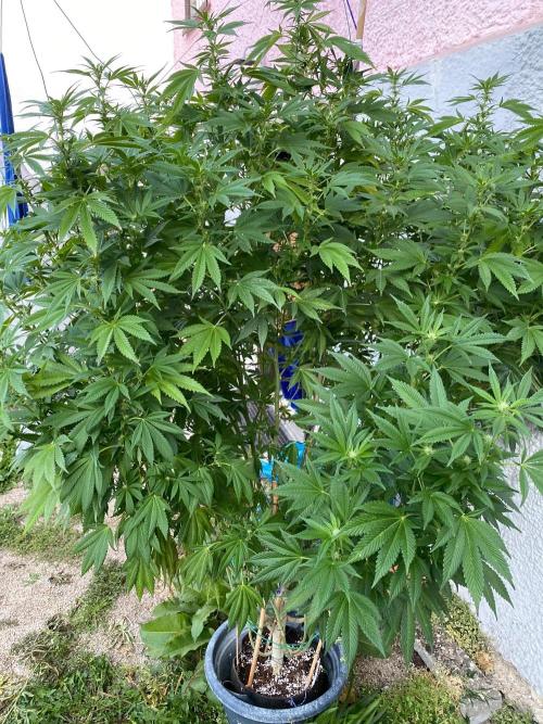 Bananaconda. Week 24