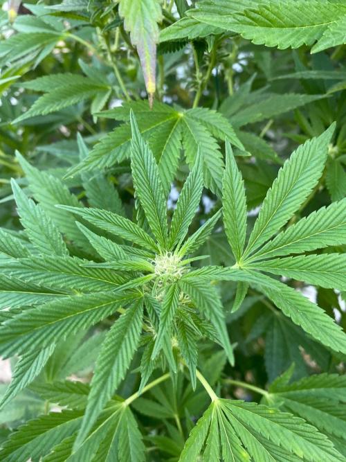 Bananaconda. Week 24