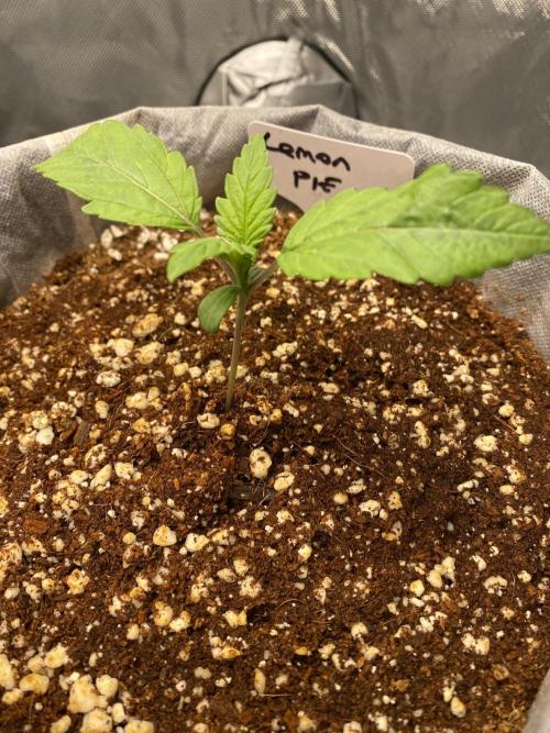 Lemon 🥧. Week 2 - P1 Grow