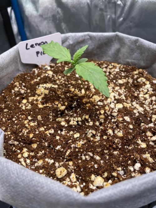 Lemon 🥧. Week 2 - P2 grow