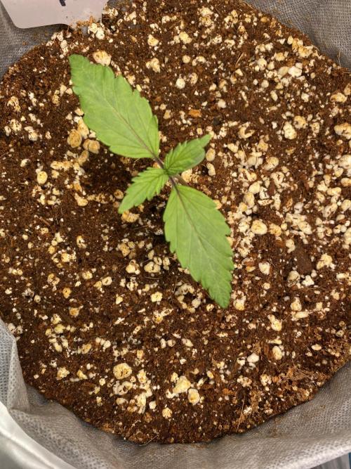 Lemon 🥧. Week 2 - P2 grow 