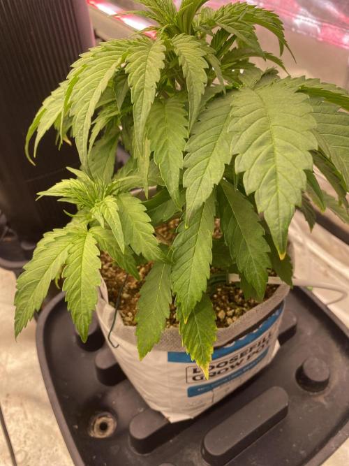 Purple Lemon but the new one RF3. Week 4