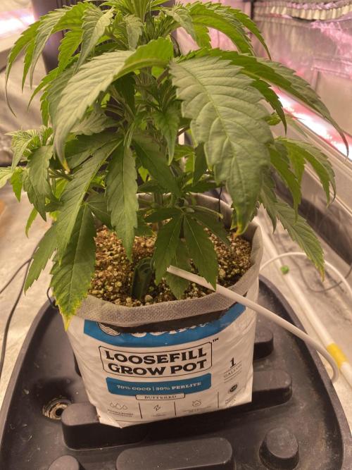 Purple Lemon but the new one RF3. Week 4