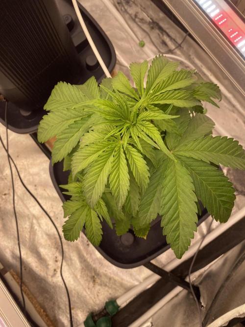 Purple Lemon but the new one RF3. Week 4