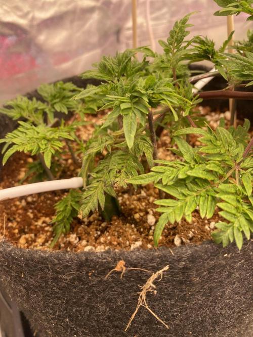 Frostys purple Freak cut. Week 3