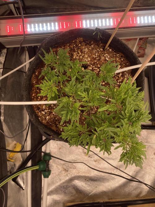 Frosty’s Purple Freak. Week 3