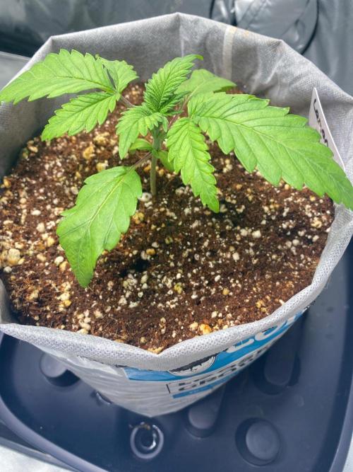 Lemon 🥧. Week 3 - P1