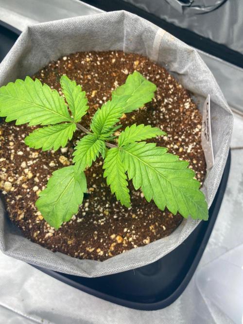 Lemon 🥧. Week 3 - P1