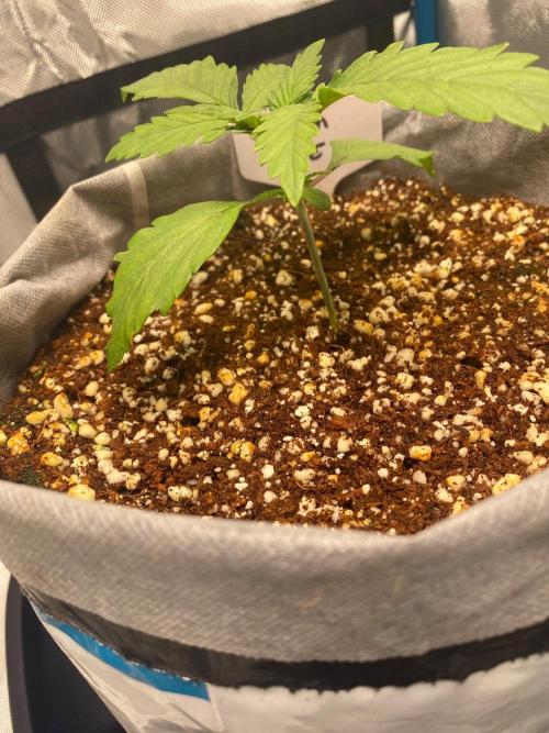 Lemon 🥧. Week 3 - P2