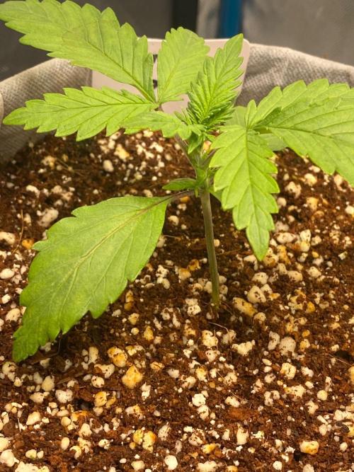 Lemon 🥧. Week 3 - P2