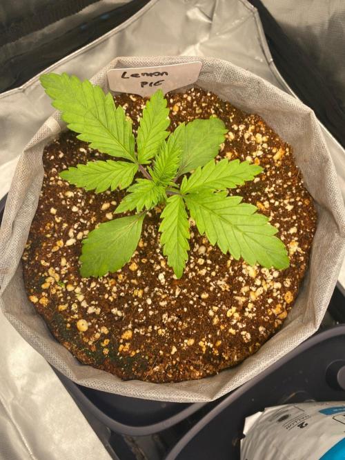 Lemon 🥧. Week 3 - P2