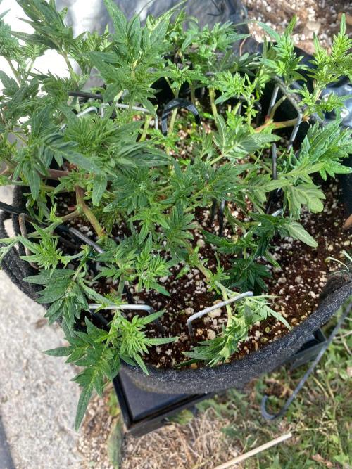 Frostys purple Freak cut. Week 4