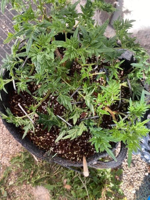 Frostys purple Freak cut. Week 4