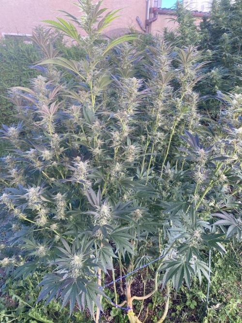Dante’s Inferno Outdoor 2026. Week 21