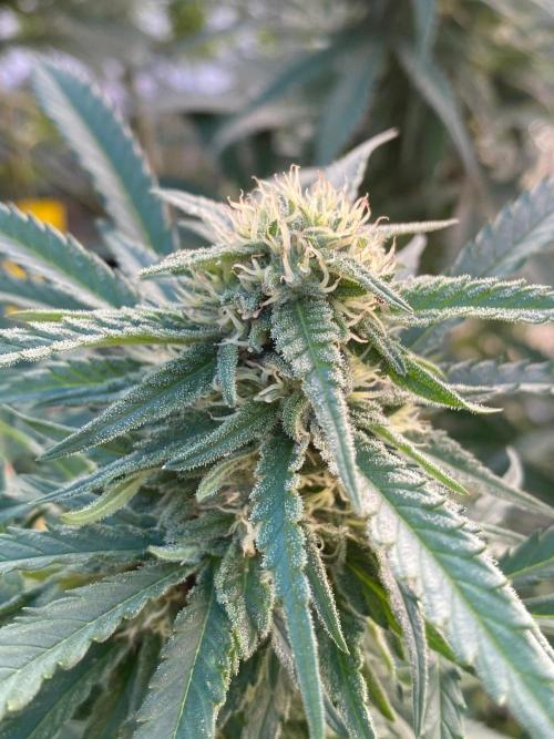 Chimera cut. Week 24