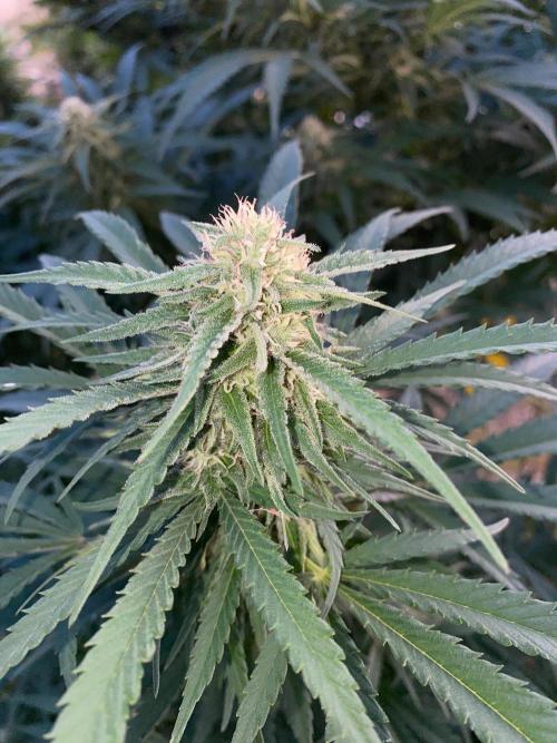Chimera cut. Week 24