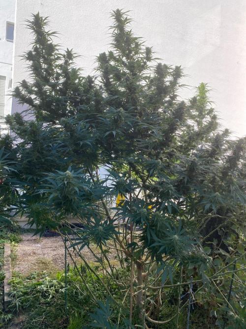 Chimera cut. Week 24