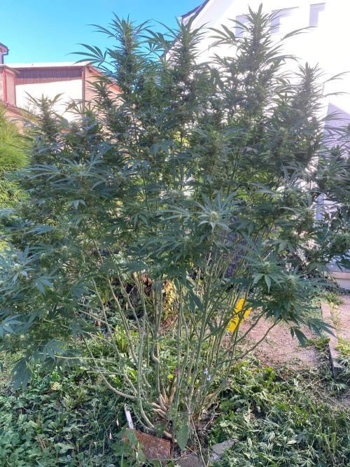 Perma Outdoor. Week 25
