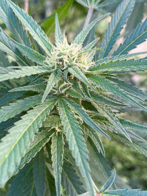 Perma Outdoor. Week 25