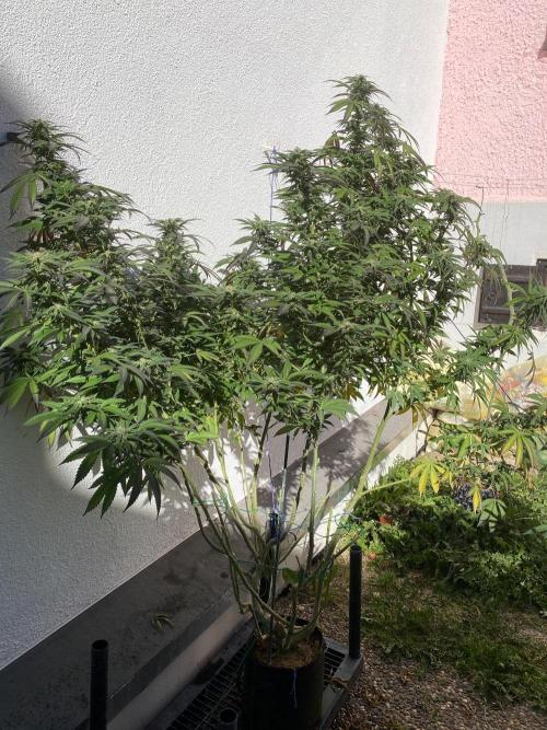 Vanilla?. Week 20