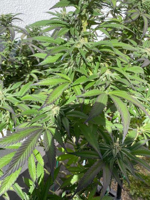 Vanilla?. Week 20