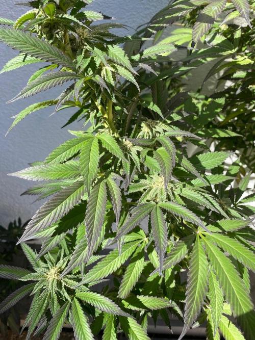 Vanilla?. Week 20