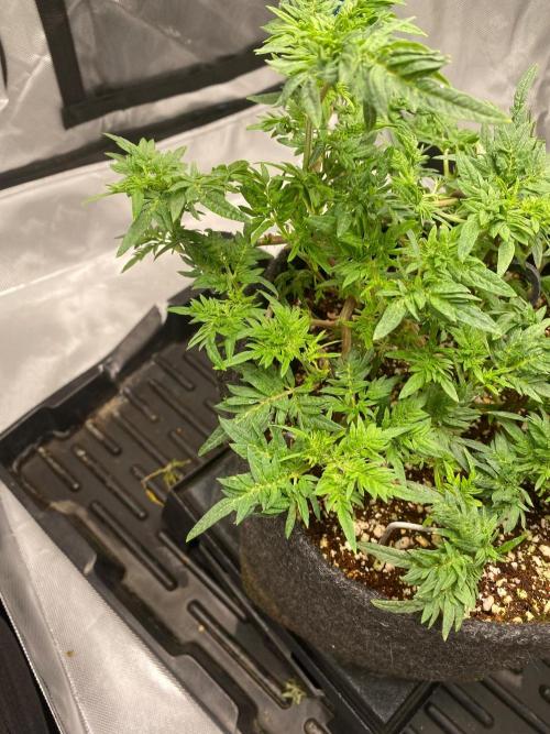 Frostys purple Freak cut. Week 5