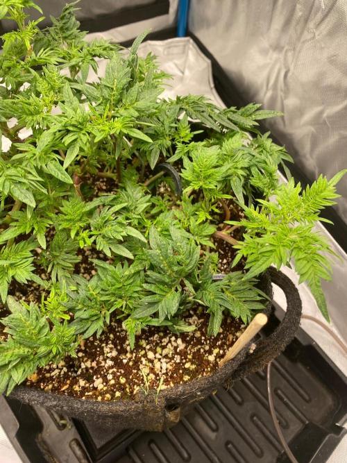 Frostys purple Freak cut. Week 5