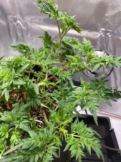 Frostys purple Freak cut. Week 5