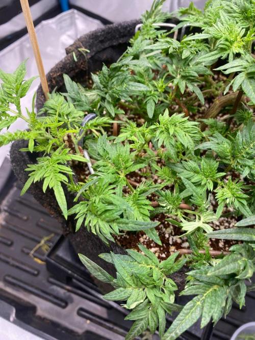Frostys purple Freak cut. Week 5