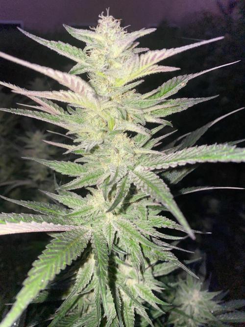 Dante’s Inferno Outdoor 2026. Week 22
