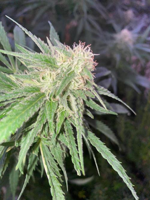 Chimera cut. Week 25