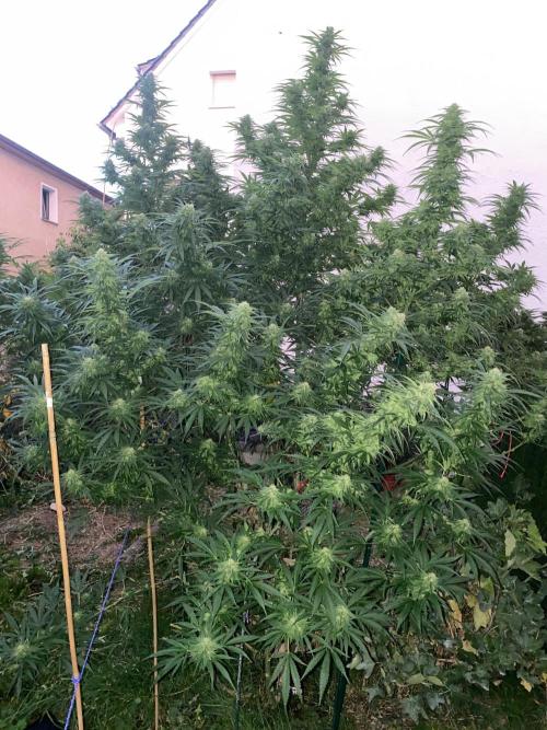 Chimera cut. Week 25