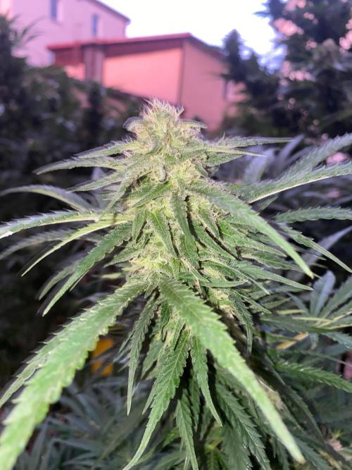 Chimera cut. Week 25