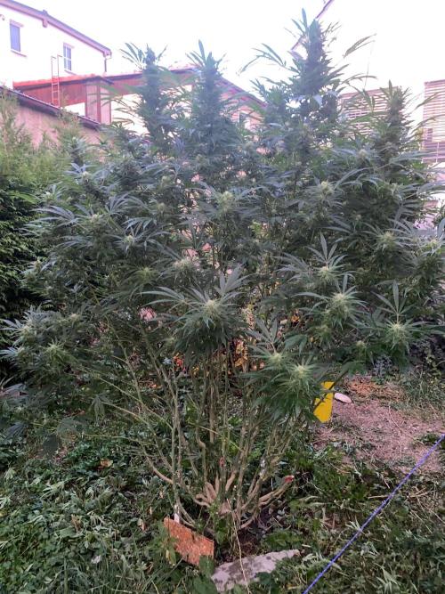 Perma Outdoor. Week 26