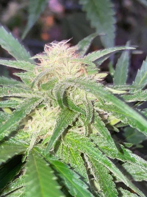 Perma Outdoor. Week 26