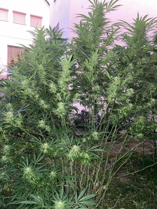 Perma Outdoor. Week 26