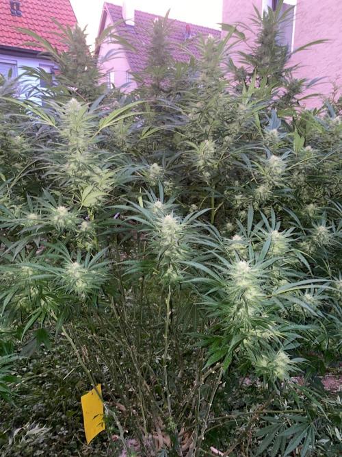 Perma Outdoor. Week 26