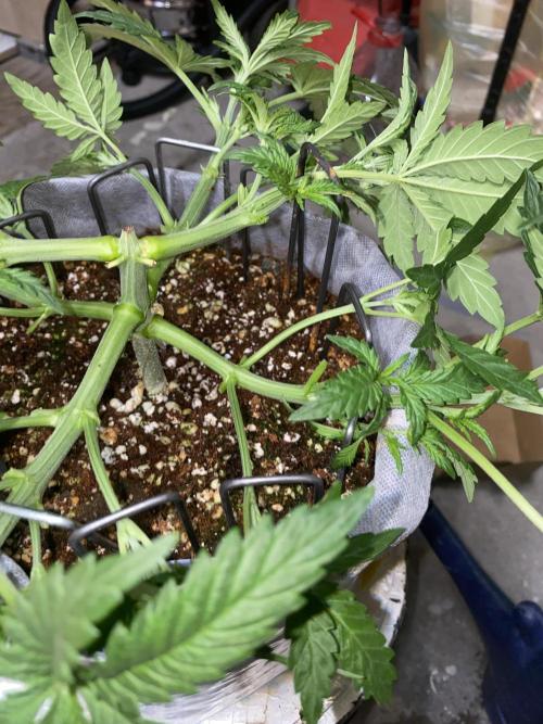 Lemon 🥧. Week 4