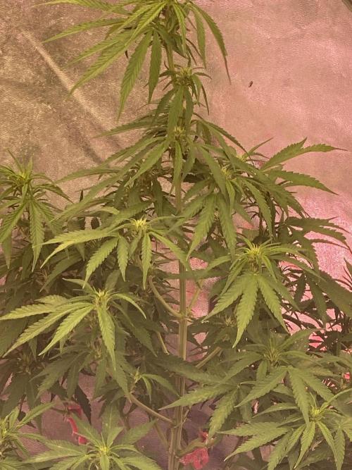Purple Lemon but the new one RF3. Week 5
