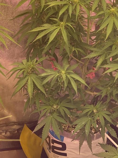 Purple Lemon but the new one RF3. Week 5