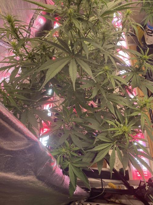 Super Boof XL Auto. Week 7
