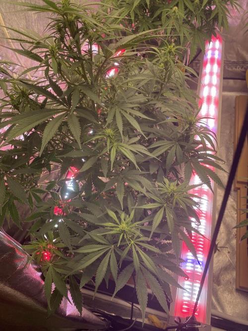 Super Boof XL Auto. Week 7