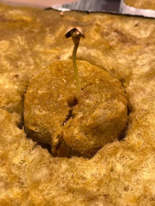 Aladdin’s kush. Week 0