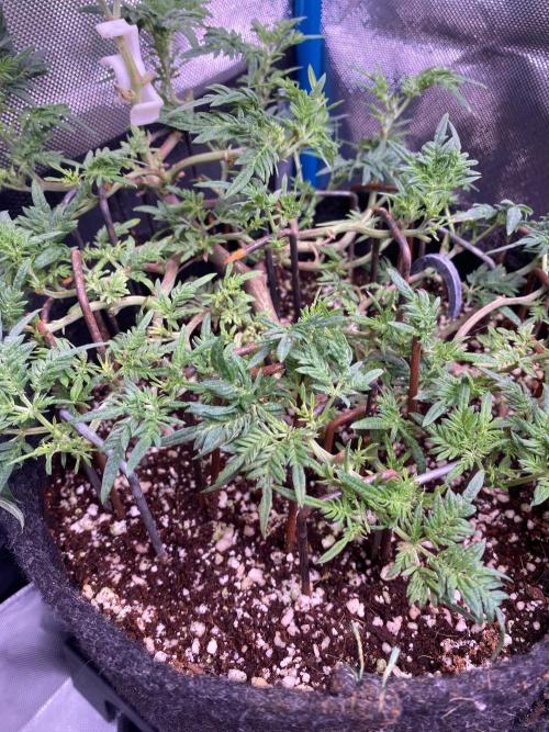 Frostys purple Freak cut. Week 6