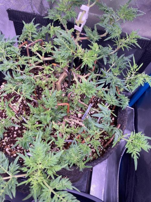 Frostys purple Freak cut. Week 6