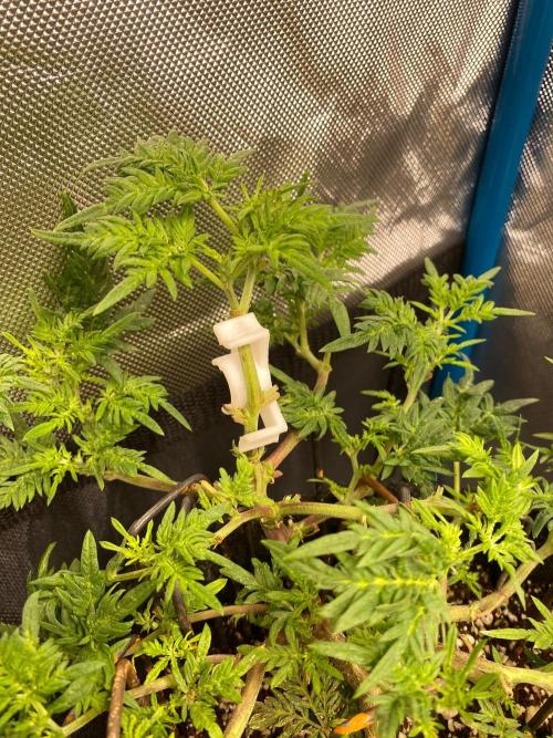 Frostys purple Freak cut. Week 6
